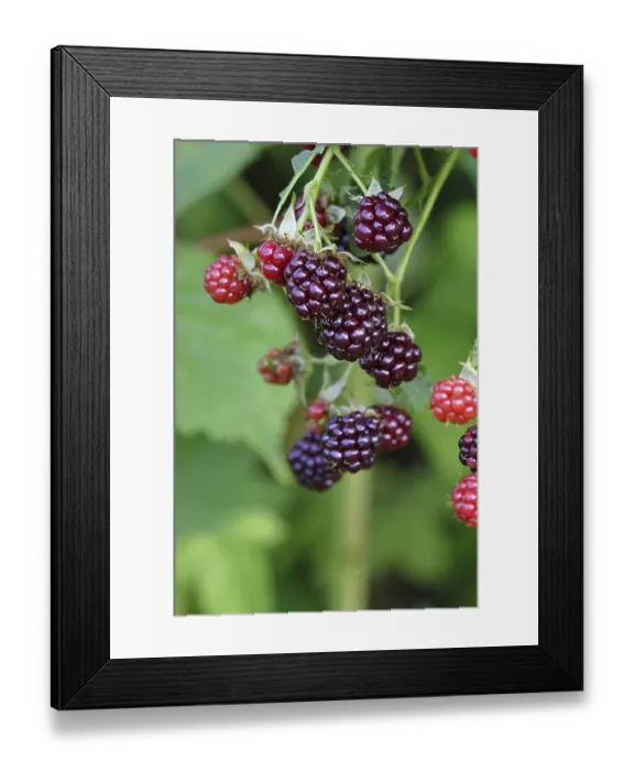 Framed Print : Blackberries (Rubus fruticosus) Framed Print : Blackberries (Rubus fruticosus)