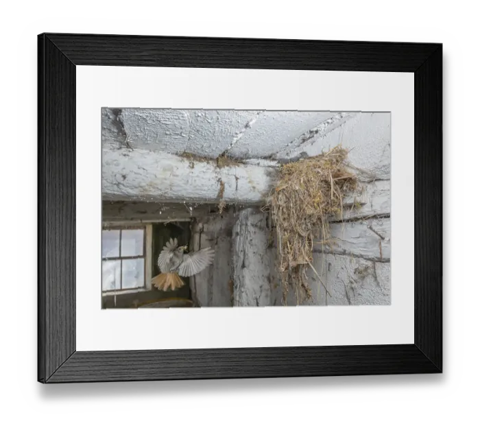 Framed Print : Black redshank (Phoenicurus ochruros) in flight to feed its chicks in the nest in an old barn Framed Print : Black redshank (Phoenicurus ochruros) in flight to feed its chicks in the nest in an old barn