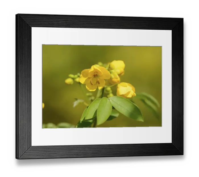 Framed Print : Spice bark or Argentine senna (Senna corymbosa) Framed Print : Spice bark or Argentine senna (Senna corymbosa)