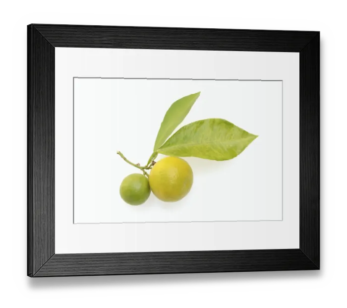 Framed Print : Bitter orange or bitter orange (Citrus x aurantium) Framed Print : Bitter orange or bitter orange (Citrus x aurantium)
