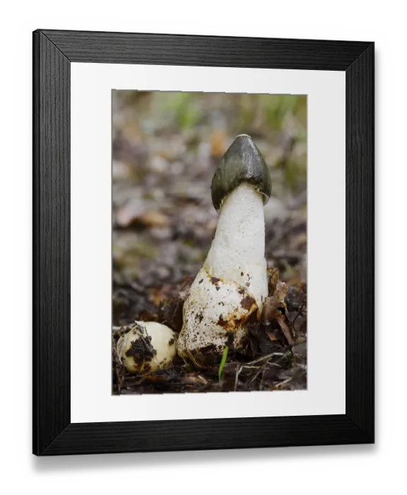 Framed Print : Common stinkhorn (Phallus impudicus) Framed Print : Common stinkhorn (Phallus impudicus)
