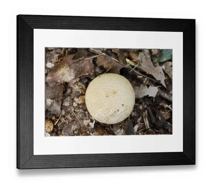 Framed Print : Common earthball (Scleroderma citrinum) Framed Print : Common earthball (Scleroderma citrinum)