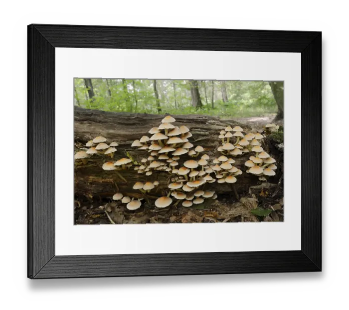 Framed Print : Sulphur tuft (Hypholoma fasciculare) on a tree trunk Framed Print : Sulphur tuft (Hypholoma fasciculare) on a tree trunk