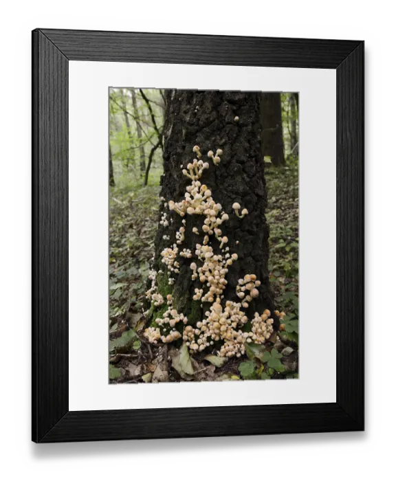 Framed Print : Sulphur tuft (Hypholoma fasciculare) on a tree trunk Framed Print : Sulphur tuft (Hypholoma fasciculare) on a tree trunk
