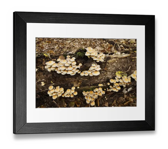 Framed Print : Sulphur tuft (Hypholoma fasciculare) on a tree trunk