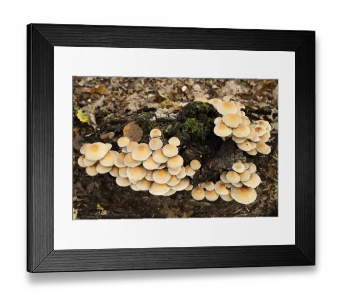 Framed Print : Sulphur tuft (Hypholoma fasciculare) on a tree trunk