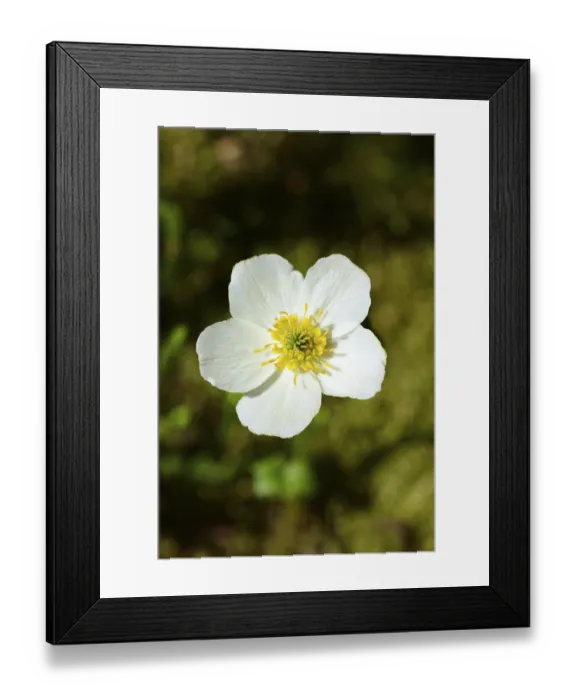 Framed Print : Western pasque flower (Anemone occidentalis) Framed Print : Western pasque flower (Anemone occidentalis)