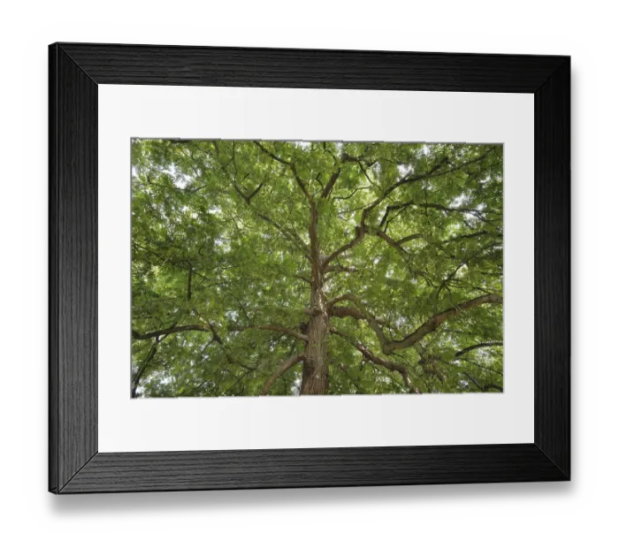 Framed Print : Caucasian wingnut (Pterocarya fraxinifolia)