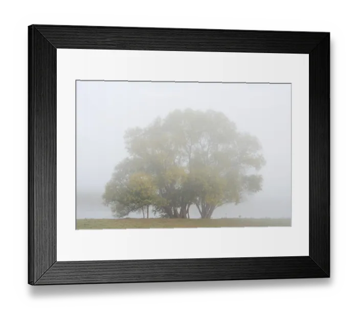 Framed Print : Silver willows (Salix alba) on the river Lippe in the morning mist Framed Print : Silver willows (Salix alba) on the river Lippe in the morning mist