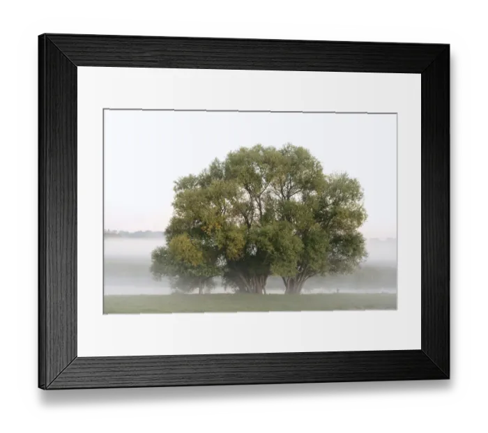 Framed Print : Silver willows (Salix alba) on the river Lippe in the morning mist Framed Print : Silver willows (Salix alba) on the river Lippe in the morning mist