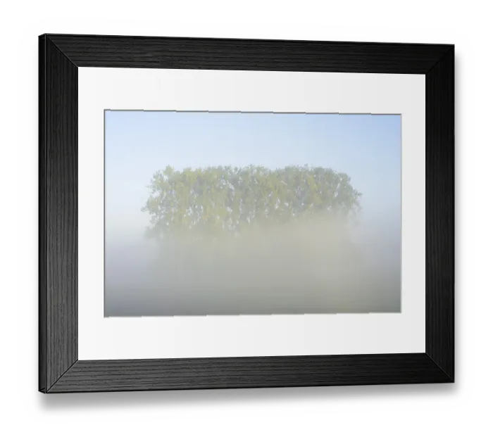 Framed Print : Bastard black poplars or Canada poplars (Populus x canadensis)