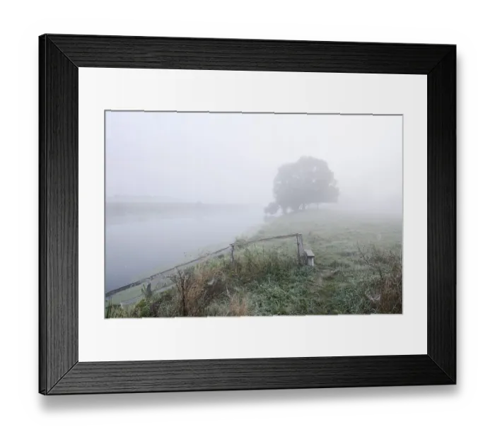 Framed Print : Silver willow (Salix alba) by the river Lippe in the morning mist