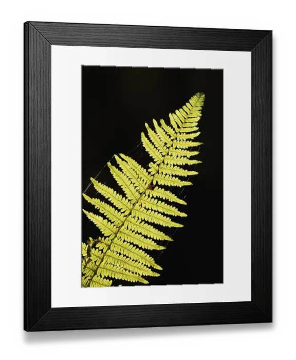 Framed Print : Bracken fern (Pteridium aquilinum) Framed Print : Bracken fern (Pteridium aquilinum)