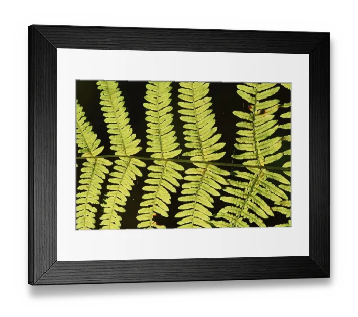 Framed Print : Bracken fern (Pteridium aquilinum)