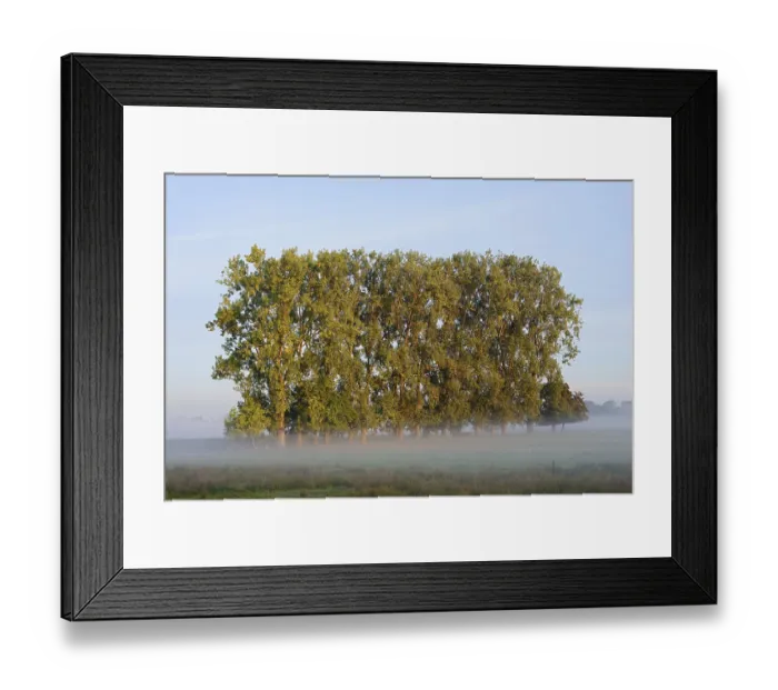 Framed Print : Bastard black poplars or Canada poplars (Populus x canadensis)