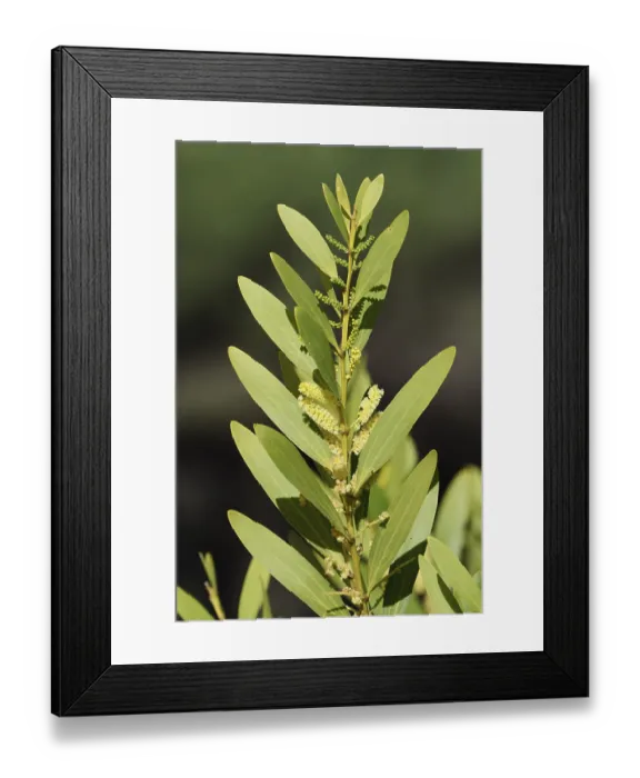 Framed Print : Golden acacia (Acacia longifolia)