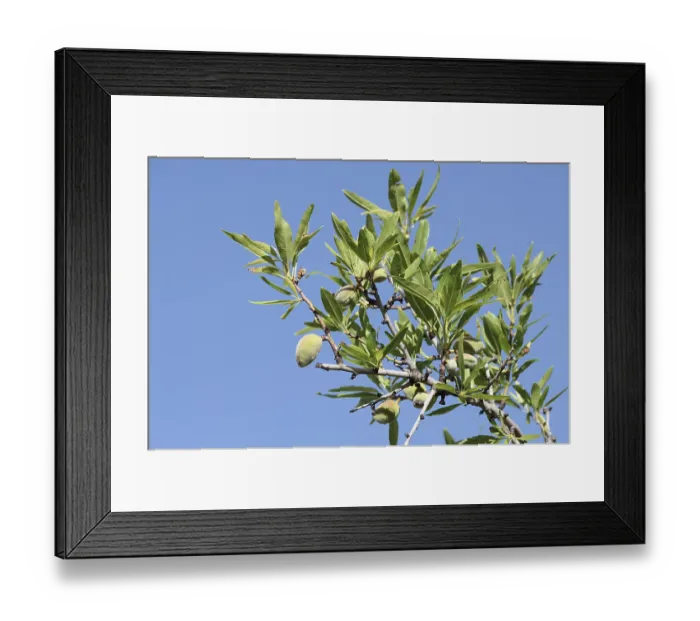 Framed Print : Almond tree (Prunus dulcis, Prunus amygdalus) Framed Print : Almond tree (Prunus dulcis, Prunus amygdalus)