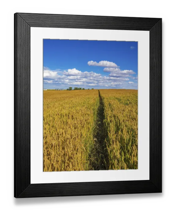 Framed Print : A path through a field of golden wheat leads to a farm on the prairies of southern Alberta