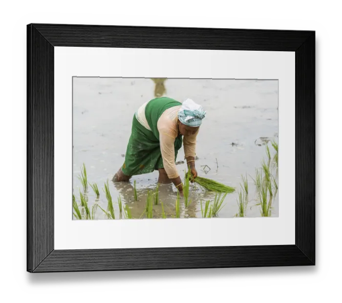 Framed Print : BAKSA, INDIA- JULY 12: A tribal woman transplant rice seedlings in a waterlogged paddy field in Baksa Framed Print : BAKSA, INDIA- JULY 12: A tribal woman transplant rice seedlings in a waterlogged paddy field in Baksa