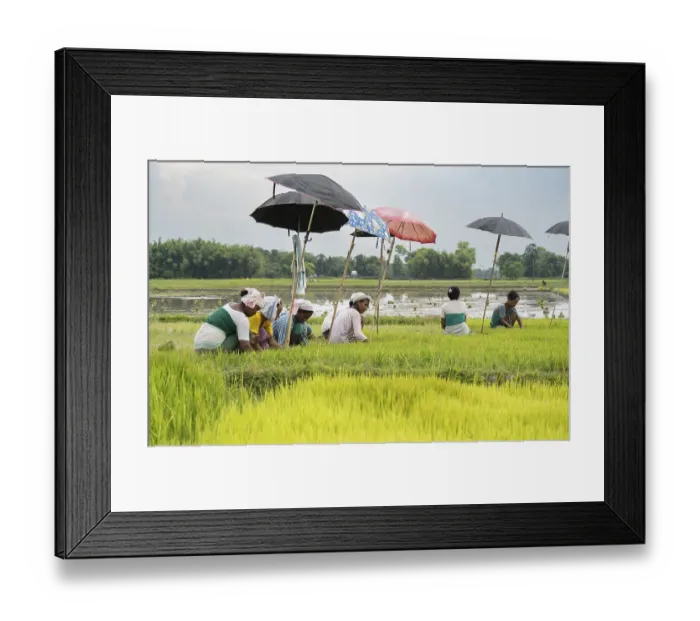 Framed Print : BAKSA, INDIA- JULY 12 Framed Print : BAKSA, INDIA- JULY 12