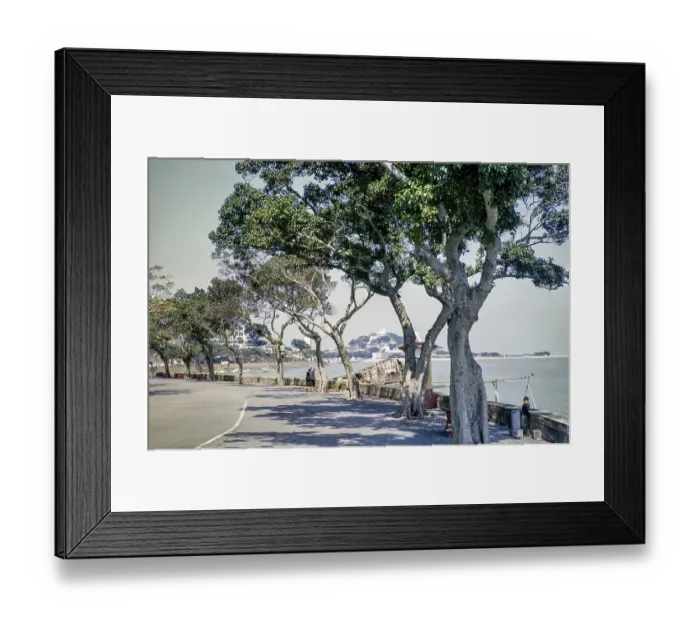 Framed Print : Trees along coastal road of Avenida da Republica