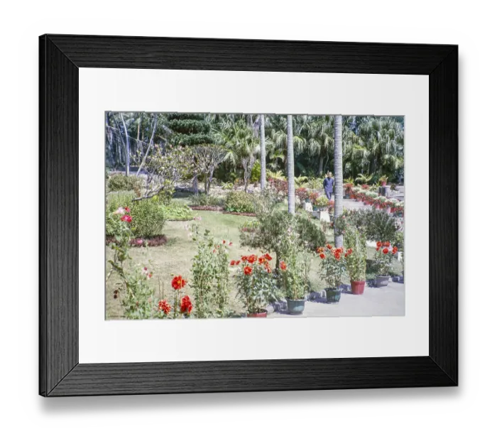 Framed Print : Man walking down steps in garden of potted dahlia plants