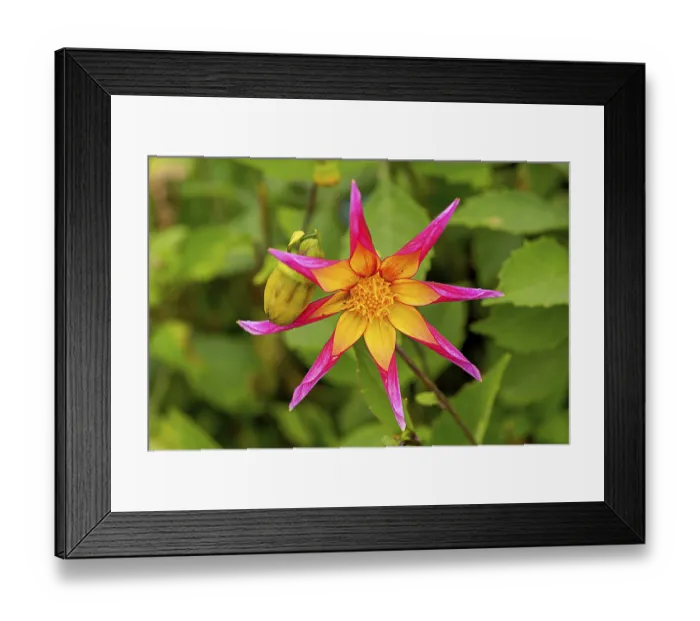 Framed Print : Dahlias (Dahlia), rarely also called Georgines