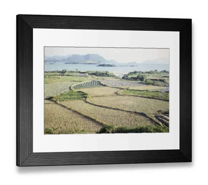 Framed Print : Rice paddy fields and vegetables growing on farmland Framed Print : Rice paddy fields and vegetables growing on farmland