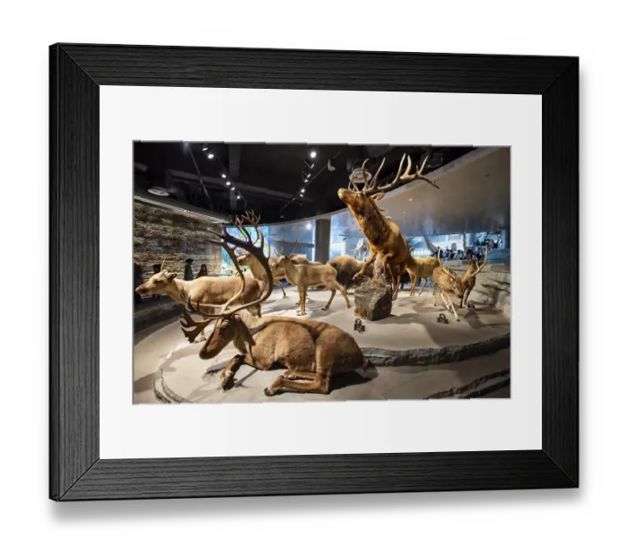 Framed Print : Exhibition, Exhibition rooms, Shanghai natural history museum