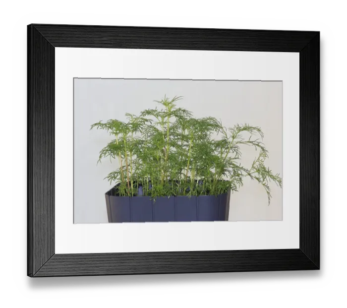 Framed Print : Ornamental basket Sensation Mix (Cosmos bipinnatus)