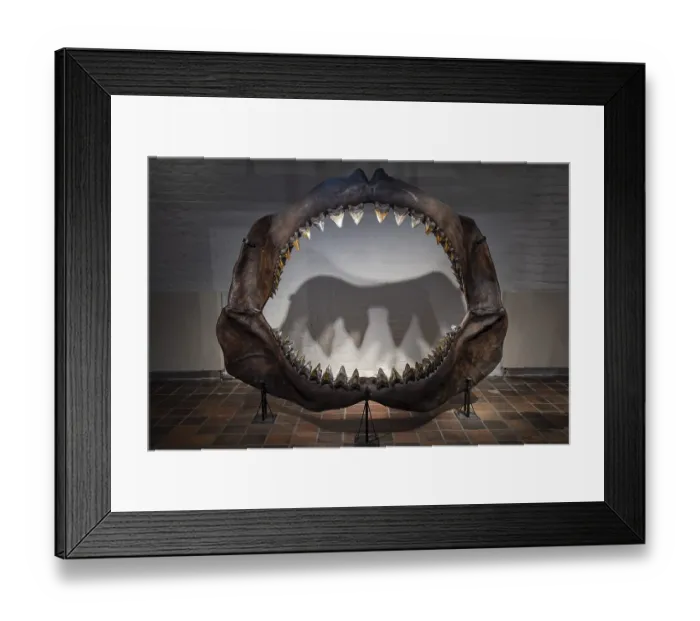 Framed Print : Megalodon (Otodus megalodon), teeth