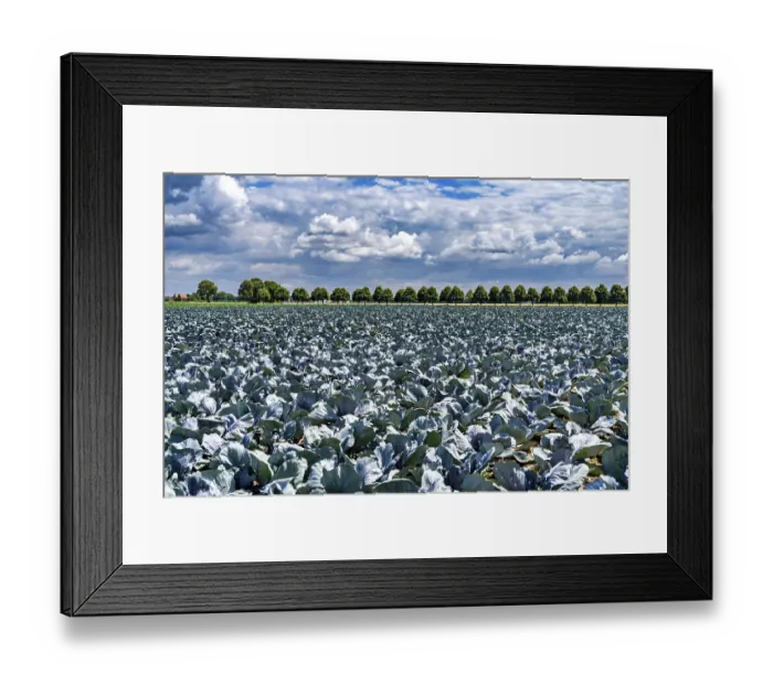 Framed Print : Agriculture, fields, cabbage cultivation Framed Print : Agriculture, fields, cabbage cultivation