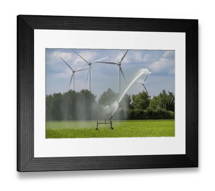 Framed Print : Artificial irrigation with a sprinkler system in a field where carrots are grown