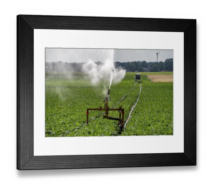 Framed Print : Artificial irrigation with a sprinkler system in a field where sugar beet is grown