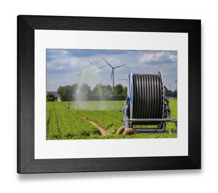 Framed Print : Artificial irrigation with a sprinkler system in a field where carrots are grown Framed Print : Artificial irrigation with a sprinkler system in a field where carrots are grown