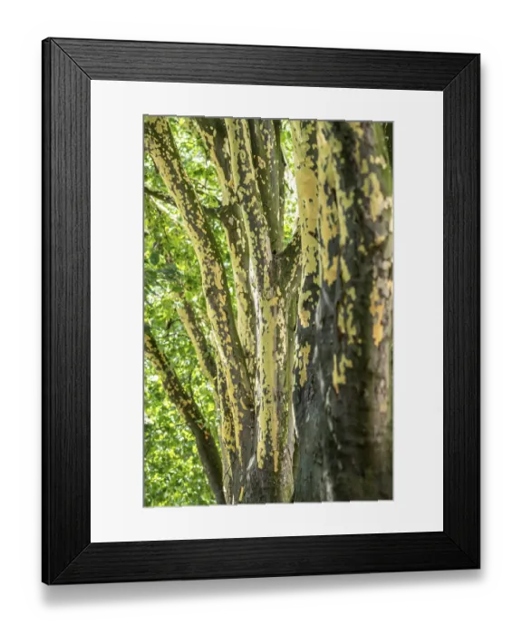 Framed Print : Plane trees, Platanus x acerifolia Framed Print : Plane trees, Platanus x acerifolia