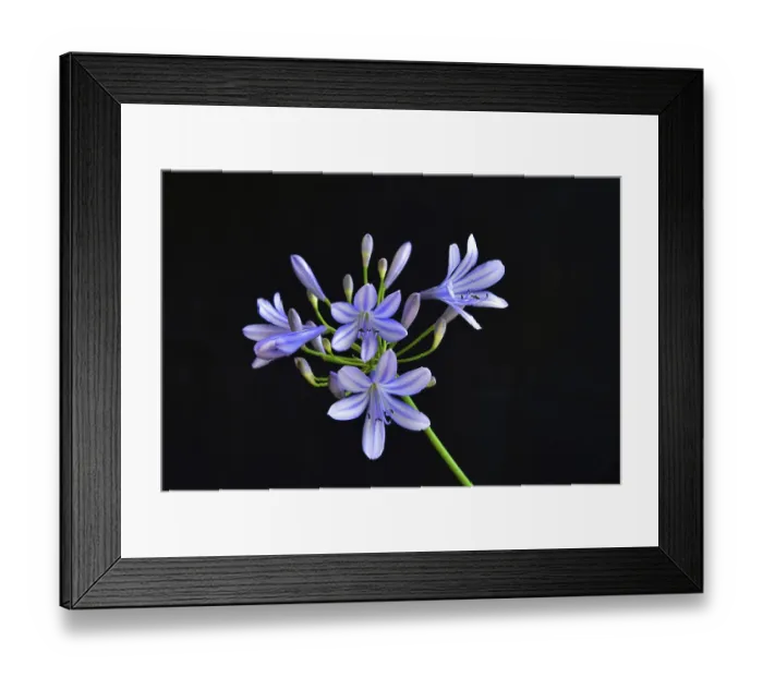 Framed Print : Close-up of the blossom of an ornamental lily or love flower (Agapanthus) Framed Print : Close-up of the blossom of an ornamental lily or love flower (Agapanthus)