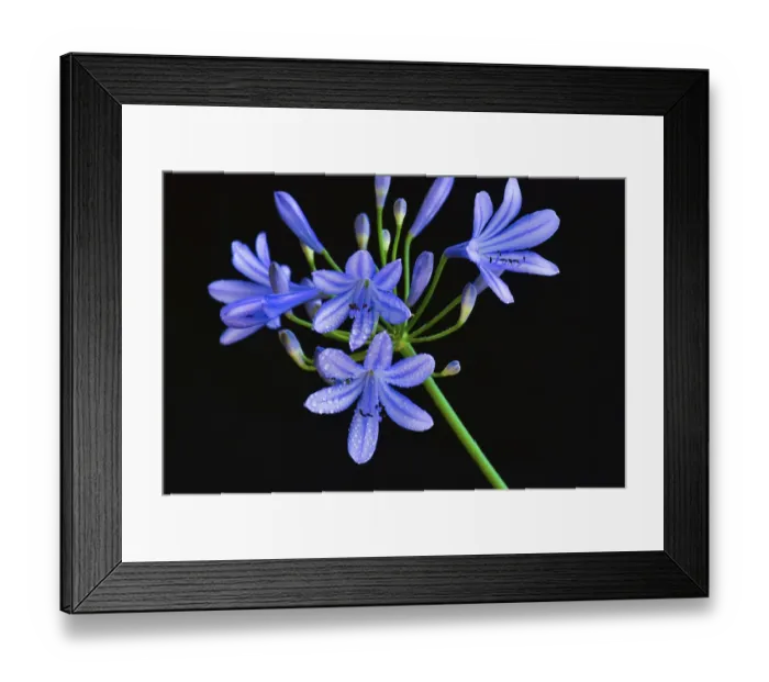 Framed Print : Close-up of the blossom of an ornamental lily or love flower (Agapanthus)