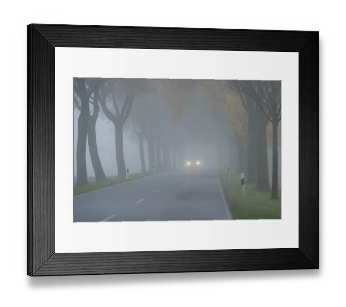Framed Print : Car driving with good lighting in avenue of maple trees Framed Print : Car driving with good lighting in avenue of maple trees