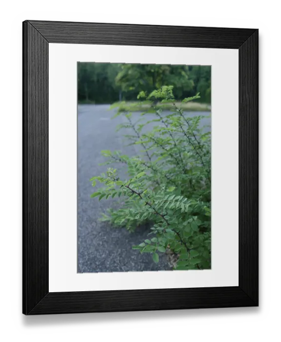 Framed Print : Common robinia (Robinia pseudoacacia)