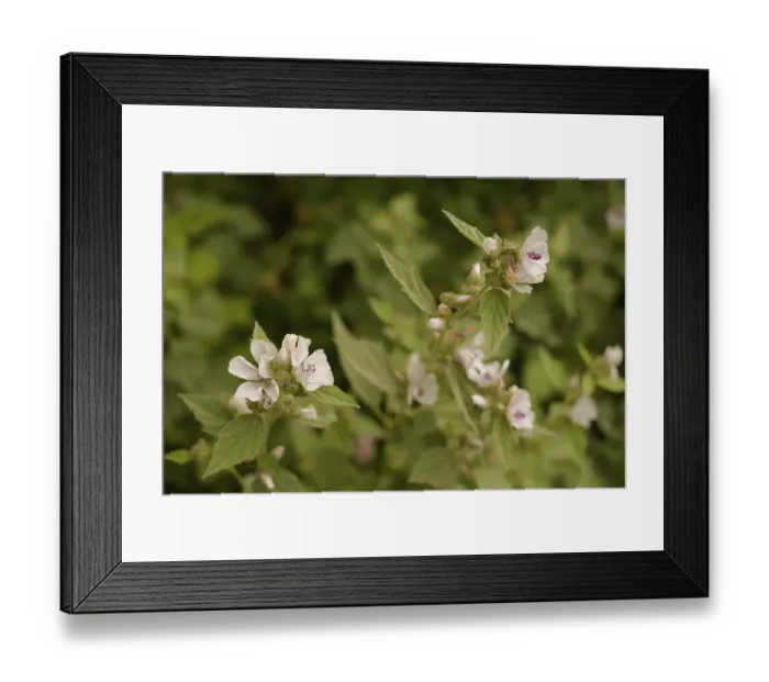 Framed Print : Althaea officinalis (Althaea officinalis) Framed Print : Althaea officinalis (Althaea officinalis)