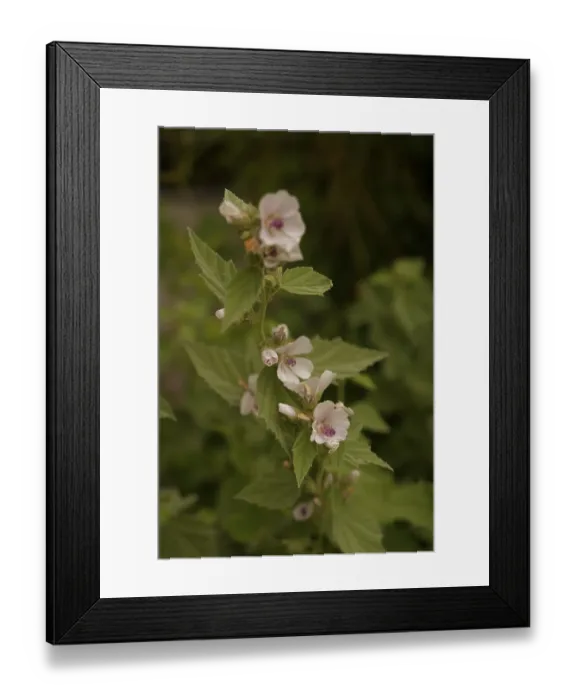 Framed Print : Althaea officinalis (Althaea officinalis) Framed Print : Althaea officinalis (Althaea officinalis)