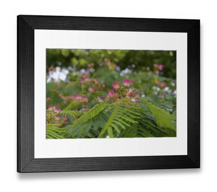 Framed Print : Silk tree (Albizia julibrissin)