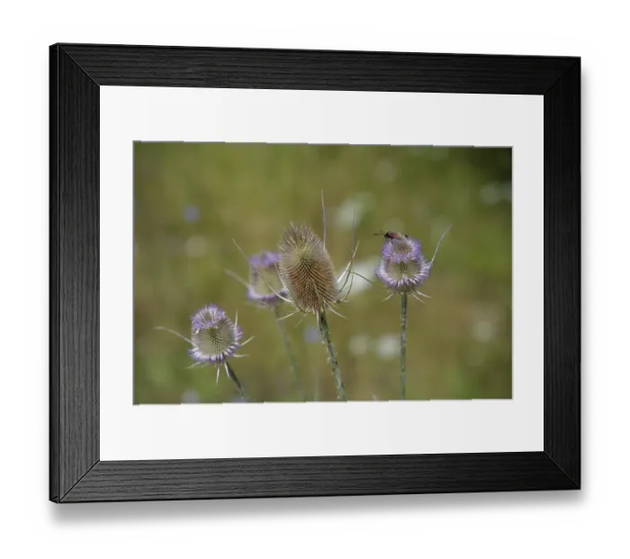 Framed Print : Wild teasel (Dipsacus fullonum)