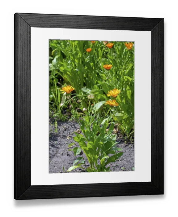 Framed Print : Mary's gold, common marigold