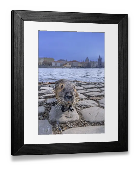 Framed Print : Coypu, nutria (Myocastor coypus) posing on quay along the Vltava river in the city Prague