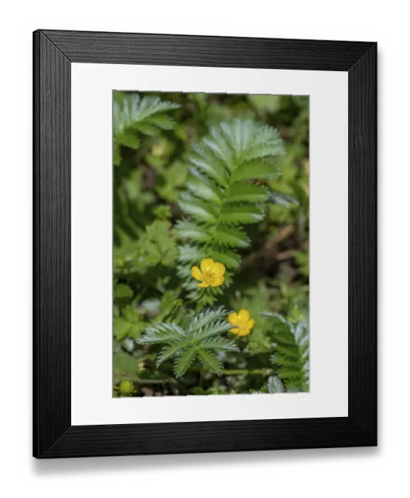 Framed Print : Common silverweed, silver cinquefoil (Argentina anserina)