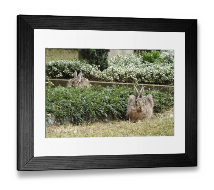 Framed Print : Two rabbits, June, Germany Framed Print : Two rabbits, June, Germany