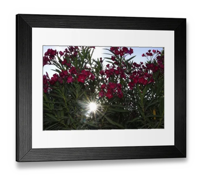 Framed Print : Blossom of the oleander, summer sun, July, Germany