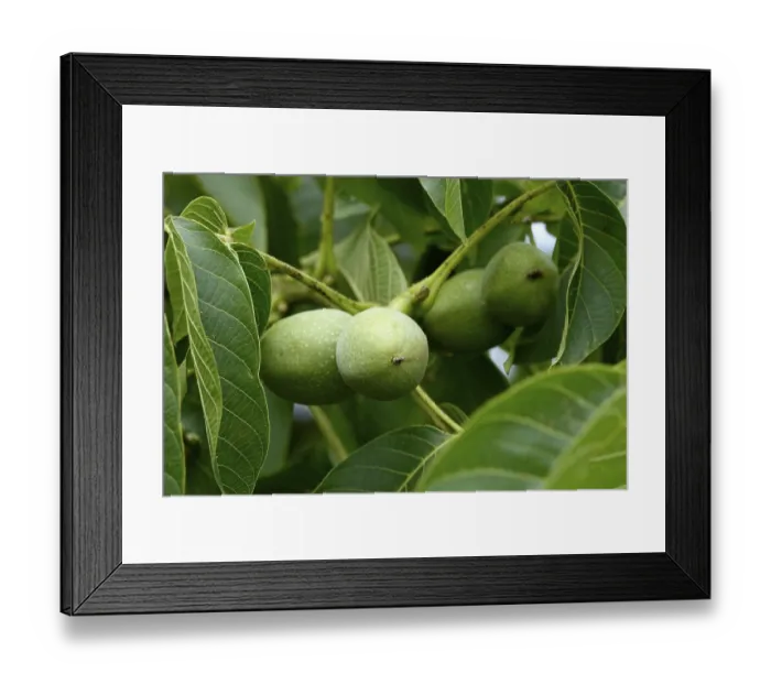 Framed Print : Walnut tree with walnuts, July, Germany Framed Print : Walnut tree with walnuts, July, Germany